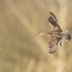 Canards