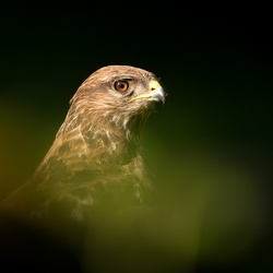 Buse variable