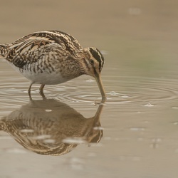 Bécassine des marais