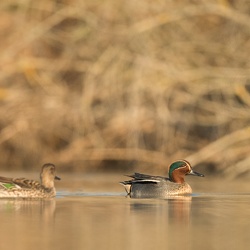Canards