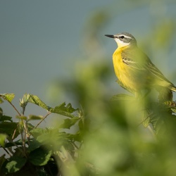 Bergeronnette printanière